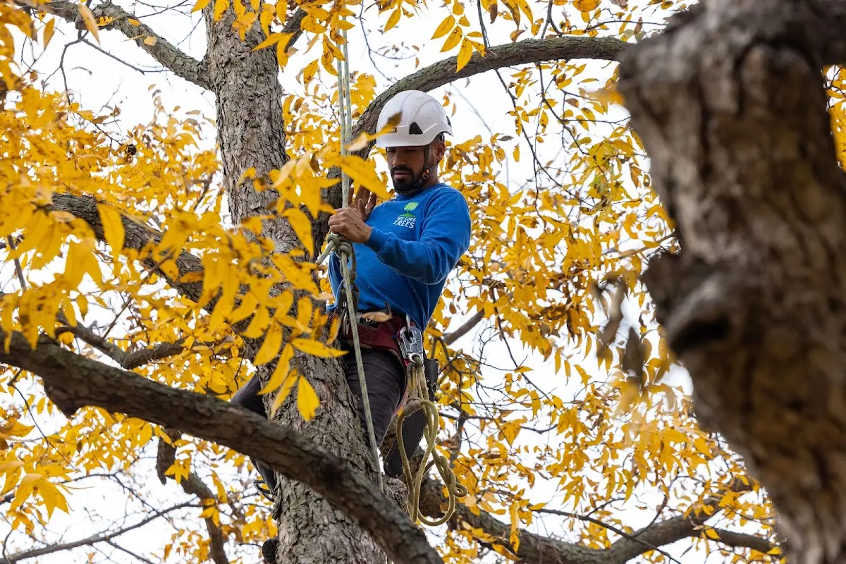 Skilled Tree Planing crew working in Accomac
